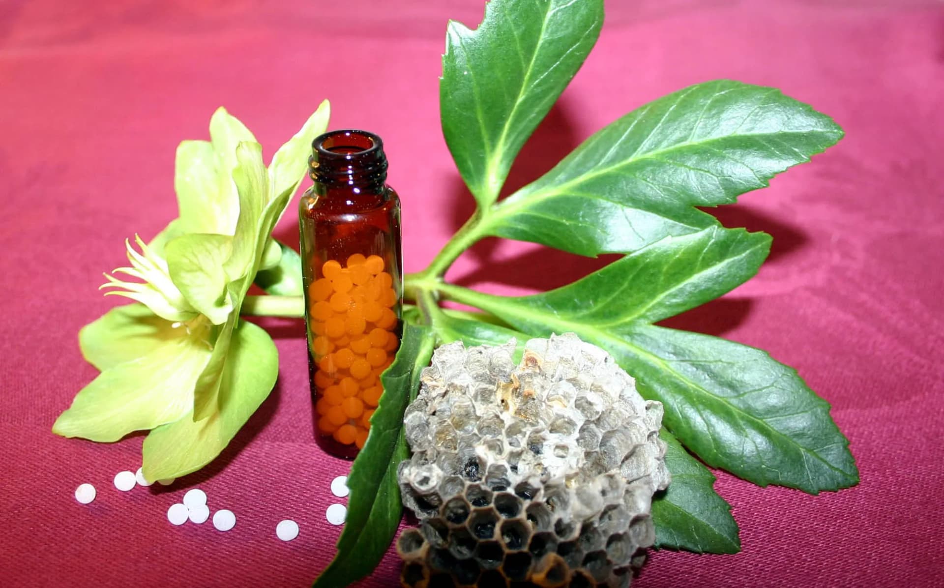 Homeopatiska medicinkulor i amberglas tillsammans med julros och getingbo, ingredienser från växt- och djurriket